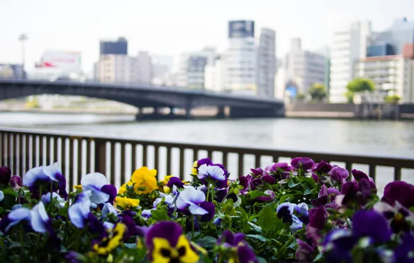 Картинка цветы, мост, city, город, река, здания, ограда, Япония