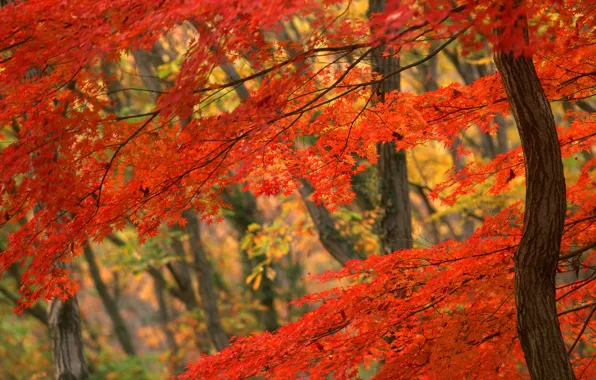 Дерево, Осень, Япония