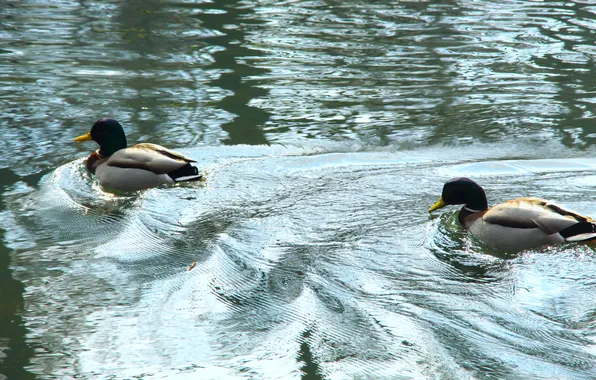 Water, pond, ducks