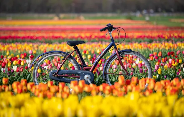 Картинка поле, цветы, велосипед, тюльпаны, Нью-Джерси, New Jersey, Holland Ridge Farms