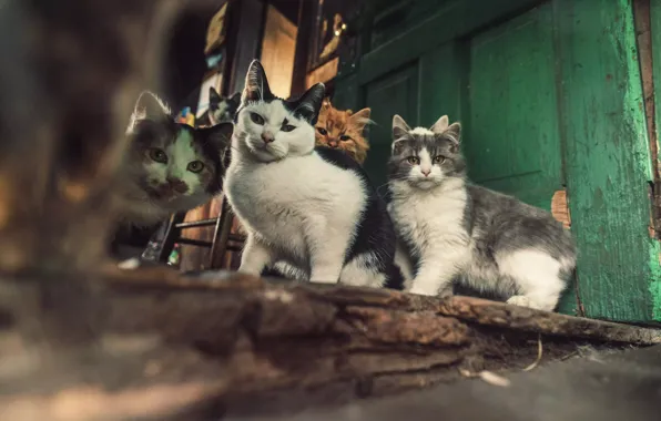 Взгляд, кошки, дверь, котята, много, разные, боке, порог