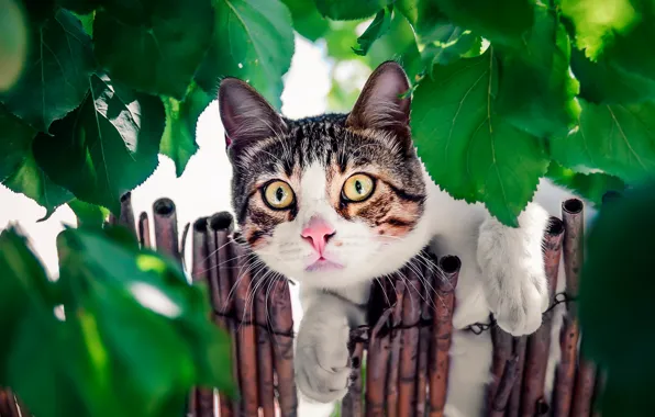 Картинка кошка, кот, взгляд, листья, забор, мордочка, котейка