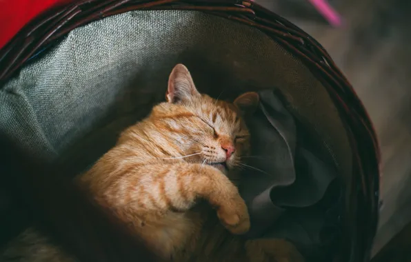 Кошка, кот, морда, поза, уют, темный фон, фон, корзина