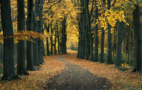 Картинка дорога, осень, лес, листья, деревья, листва, Нидерланды, Netherlands