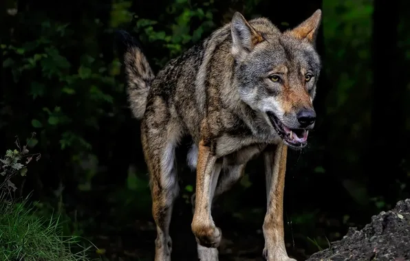 Картинка nature, snow, predator, face, animal, wolf, wildlife, portrait