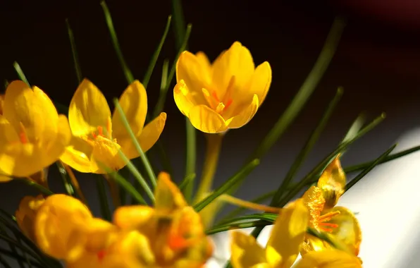 Макро, цветы, природа