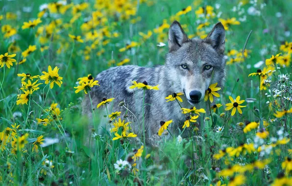 Картинка взгляд, хищник, серый волк, желтые цветы, дикий луг