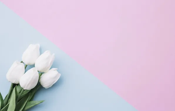 Цветы, фон, букет, тюльпаны