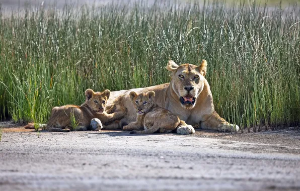Look, lioness, cub, felines