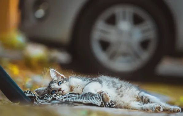 Котенок, отдых, двор