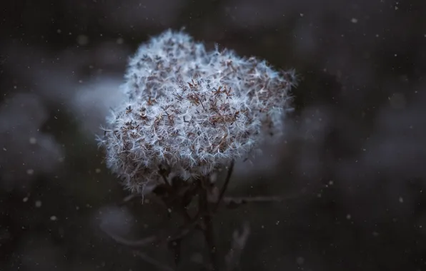 Макро, Цветок, Пыль, Растение, Растения, Flower, Flowers, Flora