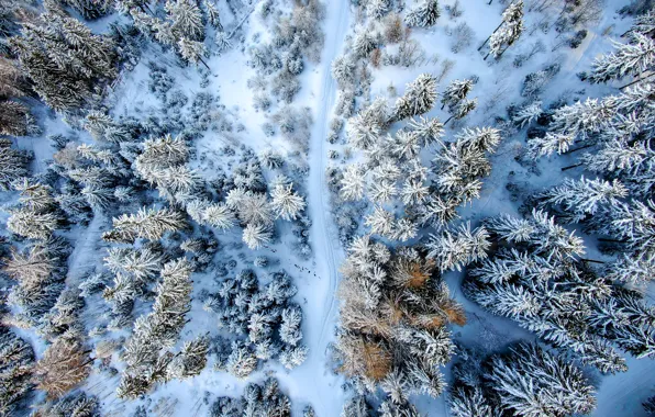 Картинка зима, дорога, лес, деревья, пейзаж, природа, вид сверху