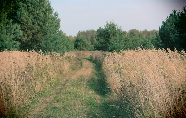 Лес, просека, луговая трава