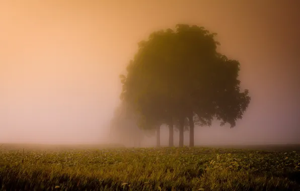 Картинка поле, деревья, пейзаж, туман