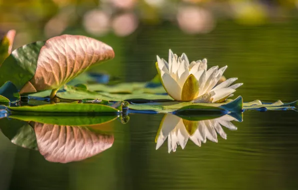 Цветок, листья, вода, природа, озеро, пруд, отражение, кувшинка