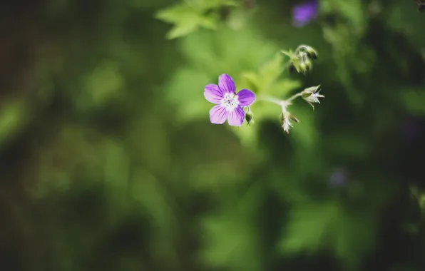 Картинка цветок, фиолетовый, лепестки