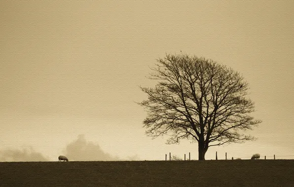 Картинка поле, дерево, овцы