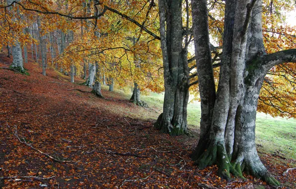 Картинка осень, лес, листья, деревья, склон