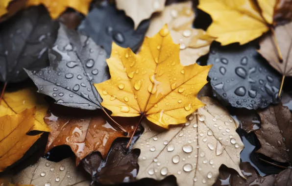 Осень, листья, вода, капли, фон, дождь, клен, close-up