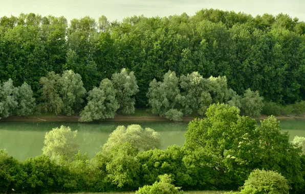 Картинка лес, деревья, река