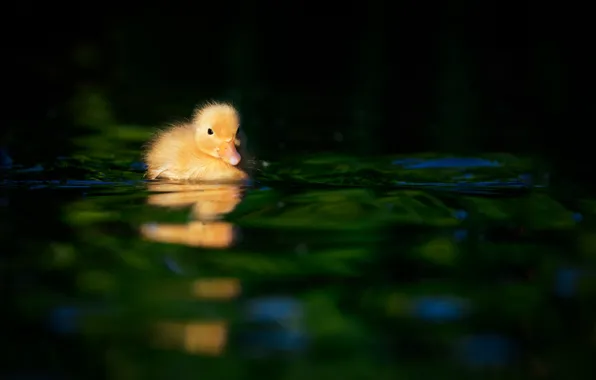 Малыш, уточка, duck