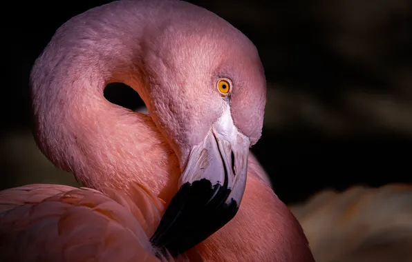 Картинка bird, pink, animal, flamingo.