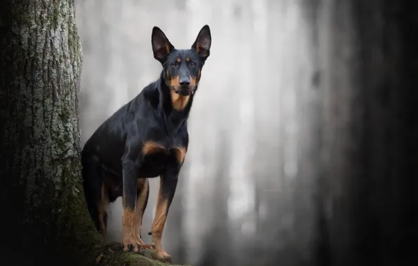 Друг, собака, King of the darkness