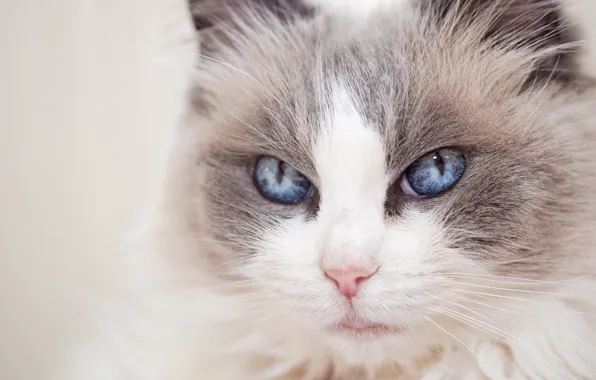 Картинка кошка, взгляд, портрет, мордочка, голубые глаза, Рэгдолл