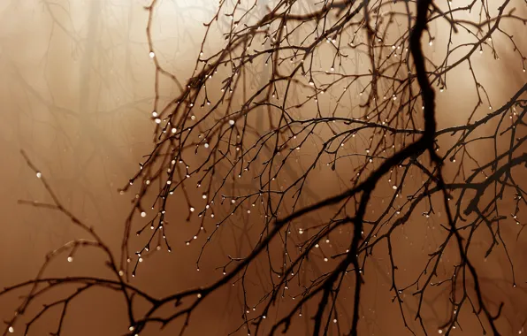 Капли, ветки, дождь, сепия, rain, branches, sepia, rain drops