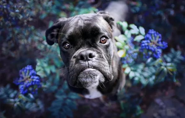Картинка цветы, друг, собака