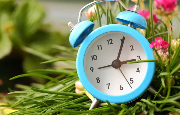 Картинка трава, цветы, часы, будильник, циферблат