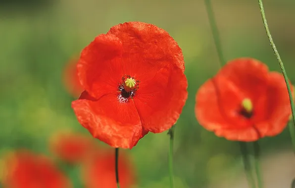 Цветы, природа, поляна, маки, лепестки, красные, ярко, flower