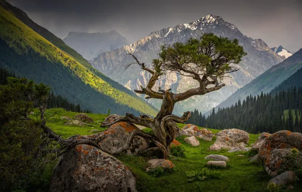 Картинка деревья, горы, камни
