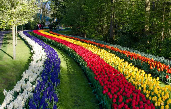 Картинка цветы, парк, тюльпаны, Нидерланды, Netherlands, Keukenhof, гиацинты, Кёкенхоф