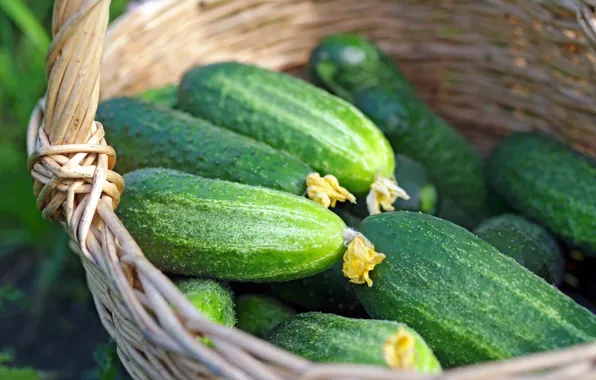 Картинка корзина, урожай, огурцы