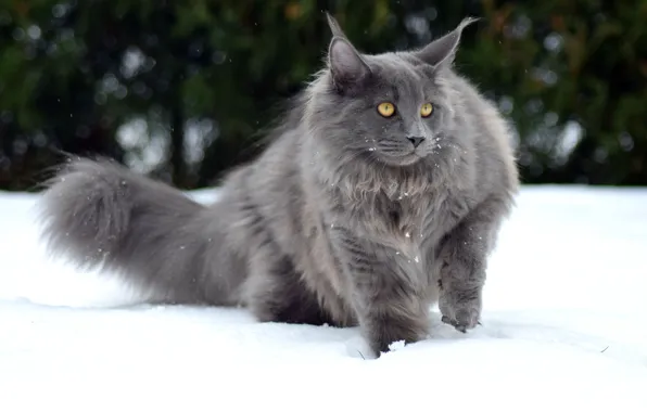 Зима, кошка, кот, взгляд, морда, снег, природа, серый