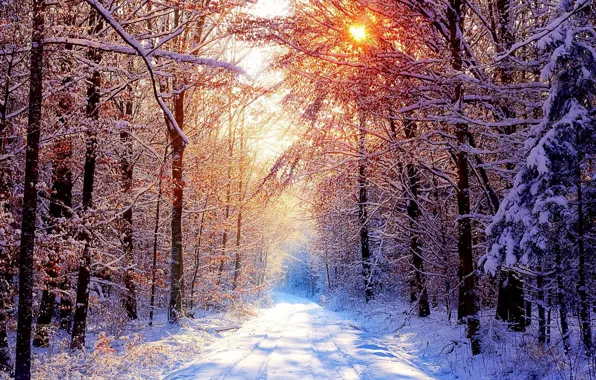 Дорога, лес, снег, зимнее утро