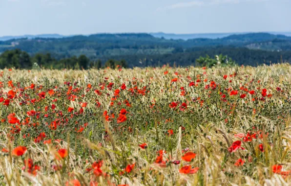 Valley, countryside, wheat field, poppies, sunny, buds, farmland