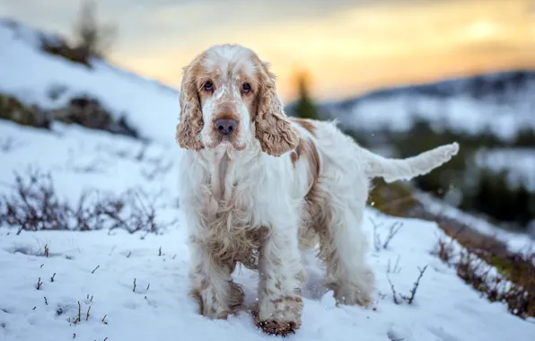 Картинка зима, взгляд, друг, собака