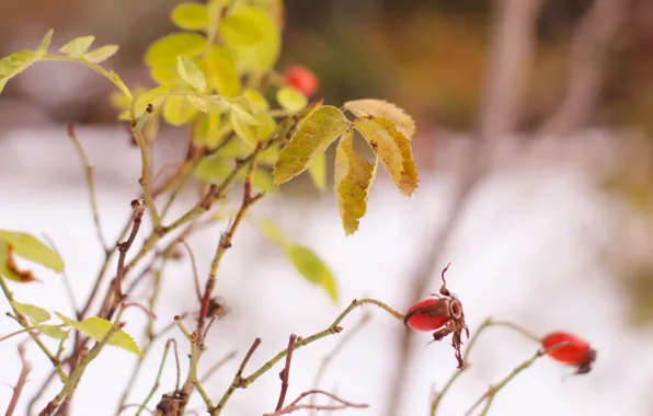 Leaf, plant, twig