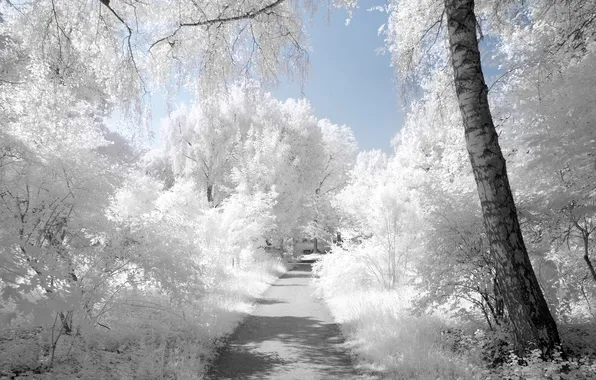 Картинка дорога, белый, деревья, myINQI (devArt)