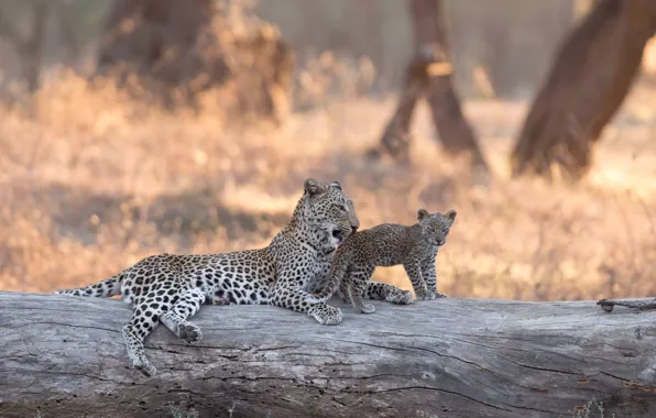 Леопард, Африка, бревно, детёныш, котёнок, боке, Замбия, Lower Zambezi National Park