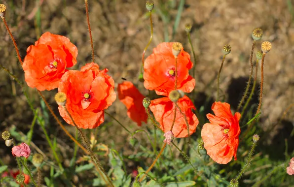 Red, poppy, meadow, blooming, sield