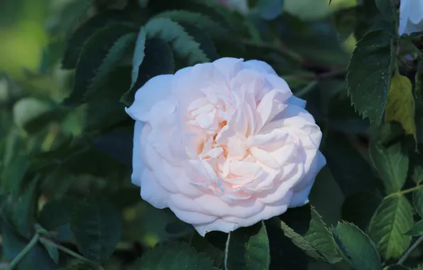 Rose, flower, blooming