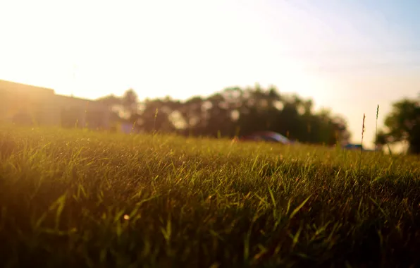 Картинка трава, солнце, двор