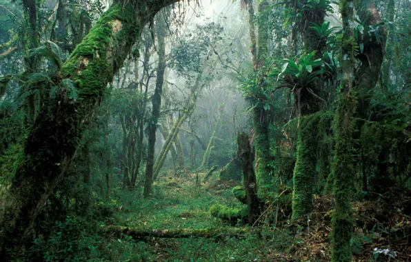 Лес, деревья, природа, туман, мох, Бразилия, Brazil