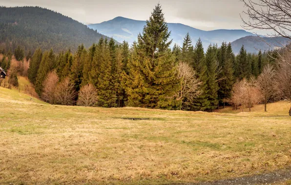 Картинка осень, лес, деревья, горы, природа, поляна, Чехия, луг