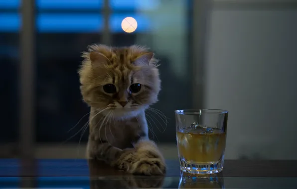 Картинка кошка, взгляд, стакан