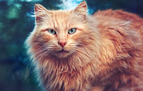 Кошка, кот, взгляд, рыжий кот