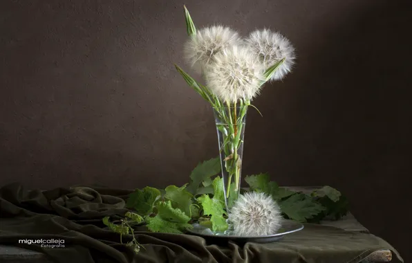 Листья, букет, козлобородник